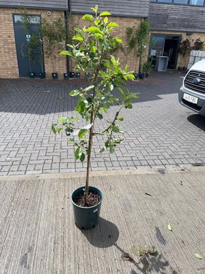 Lot Large 12L potted Discovery apple fruit tree