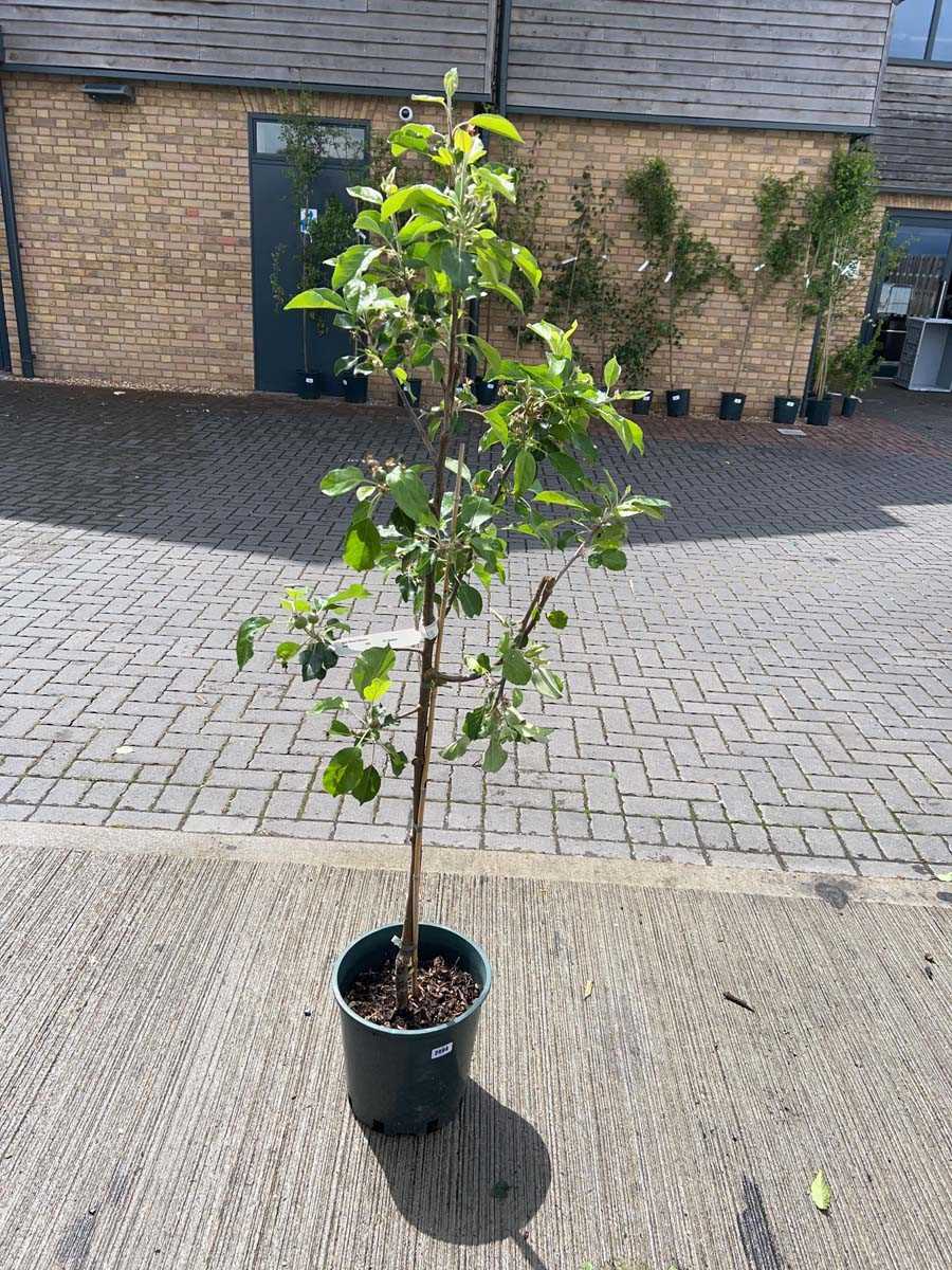 Lot 2495 - Large 12L potted Discovery apple fruit tree