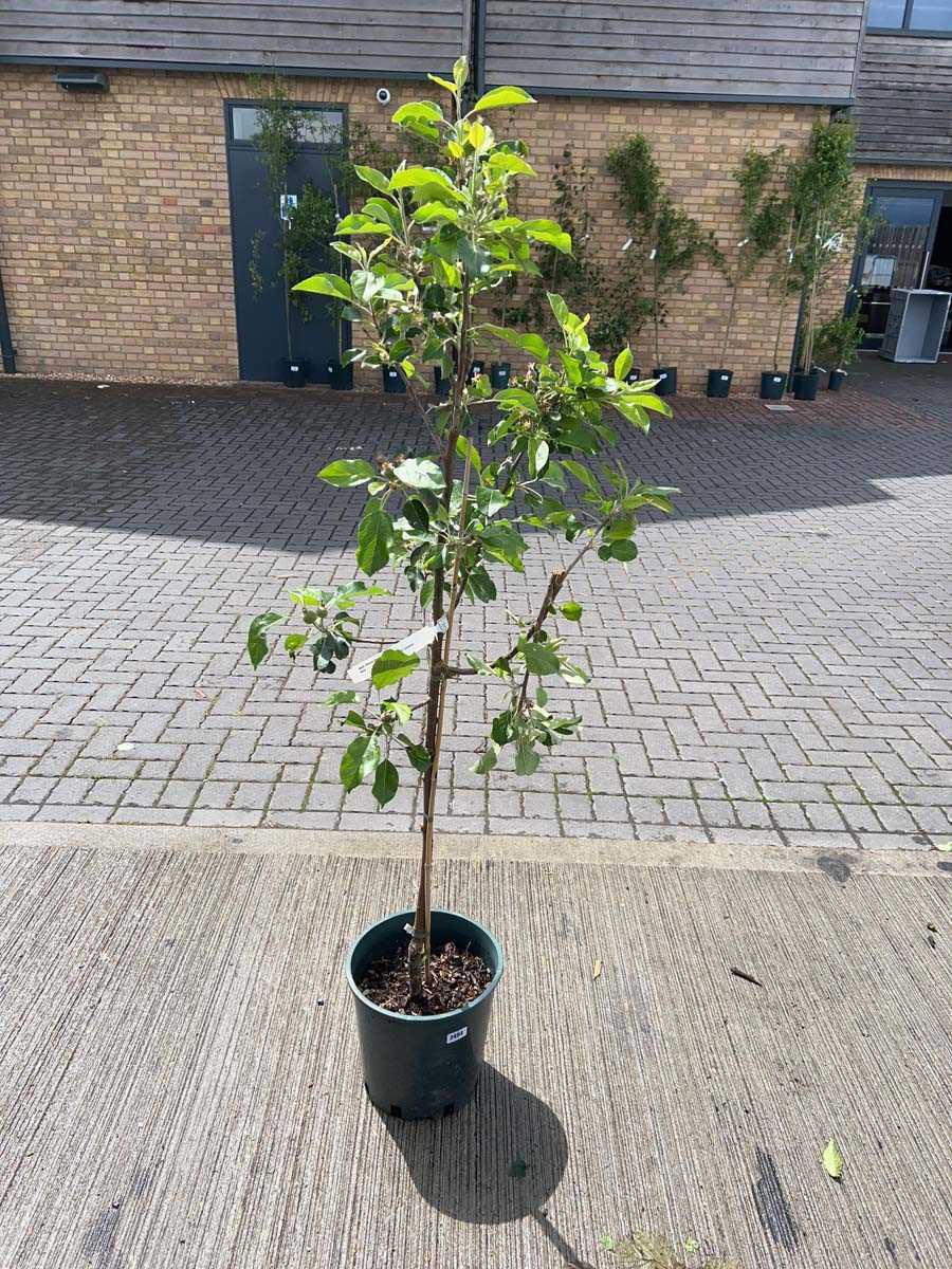 Lot 2496 - Large 12L potted Discovery apple fruit tree