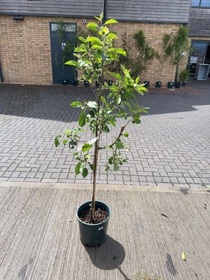 Lot Large 12L potted Discovery apple fruit tree