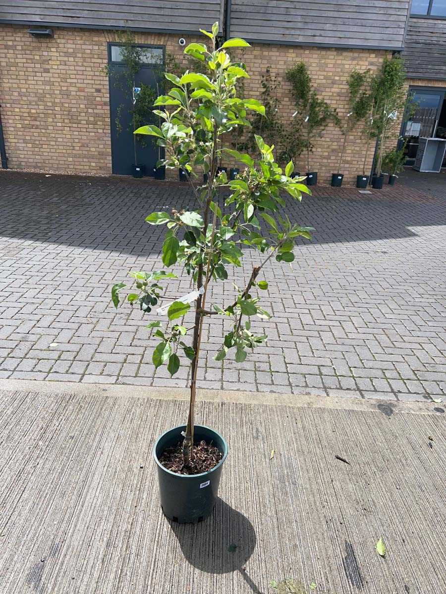 Lot 2497 - Large 12L potted Discovery apple fruit tree