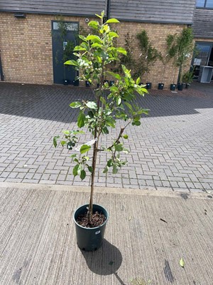 Lot Large 12L potted Discovery apple fruit tree
