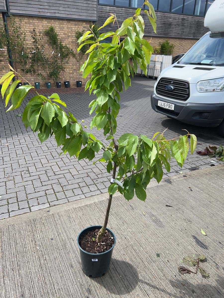 Lot 2498 - Large 12L potted Stella cherry fruit tree