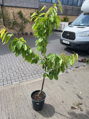 Lot Large 12L potted Stella cherry fruit tree