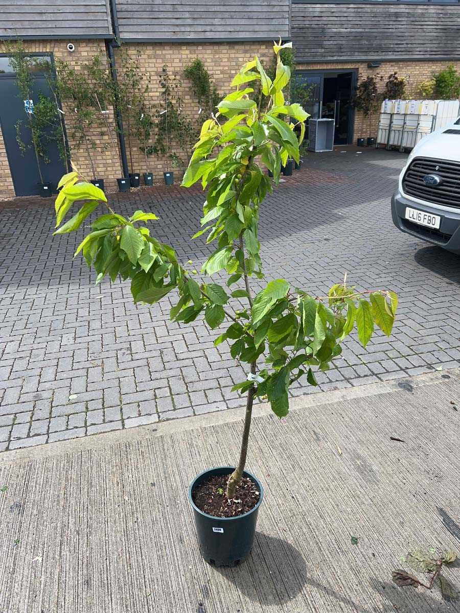 Lot 2499 - Large 12L potted Stella cherry fruit tree