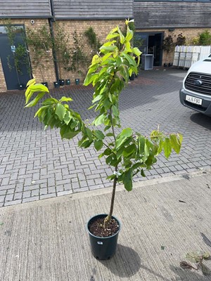 Lot Large 12L potted Stella cherry fruit tree