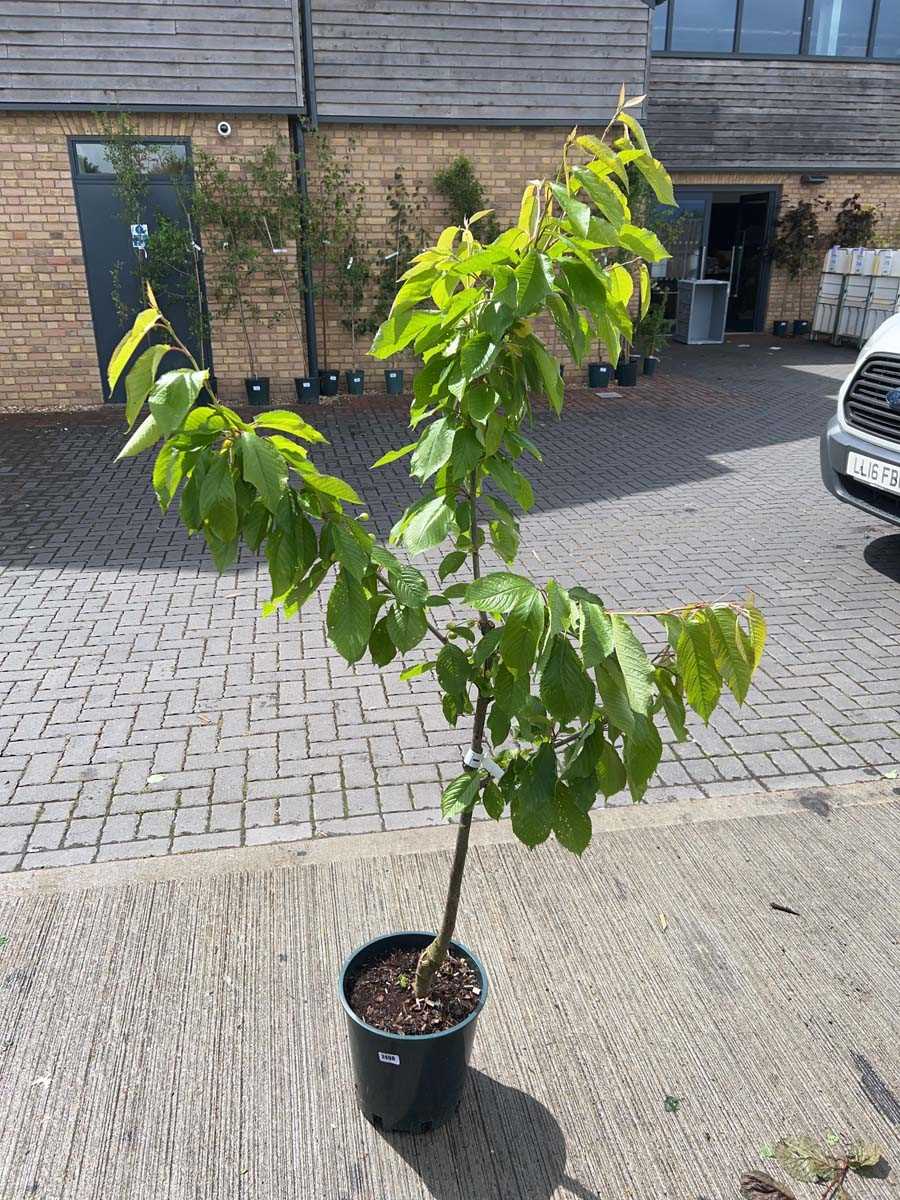 Lot 2500 - Large 12L potted Stella cherry fruit tree
