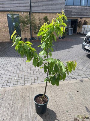 Lot Large 12L potted Stella cherry fruit tree