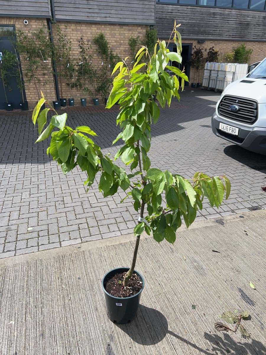 Lot 2501 - Large 12L potted Stella cherry fruit tree