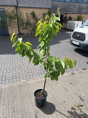 Lot Large 12L potted Stella cherry fruit tree