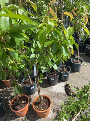 Lot 11.5L potted Summer Sun cherry fruit tree