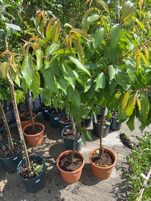 Lot 11.5L potted Summer Sun cherry fruit tree