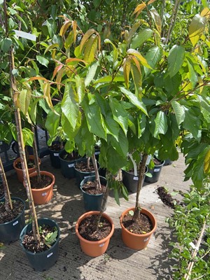 Lot 11.5L potted Summer Sun cherry fruit tree