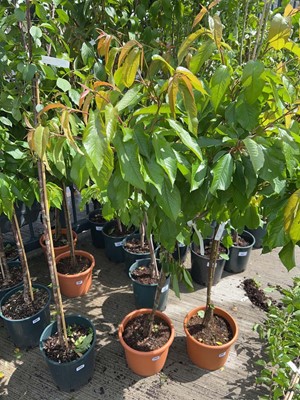 Lot 11.5L potted Summer Sun cherry fruit tree