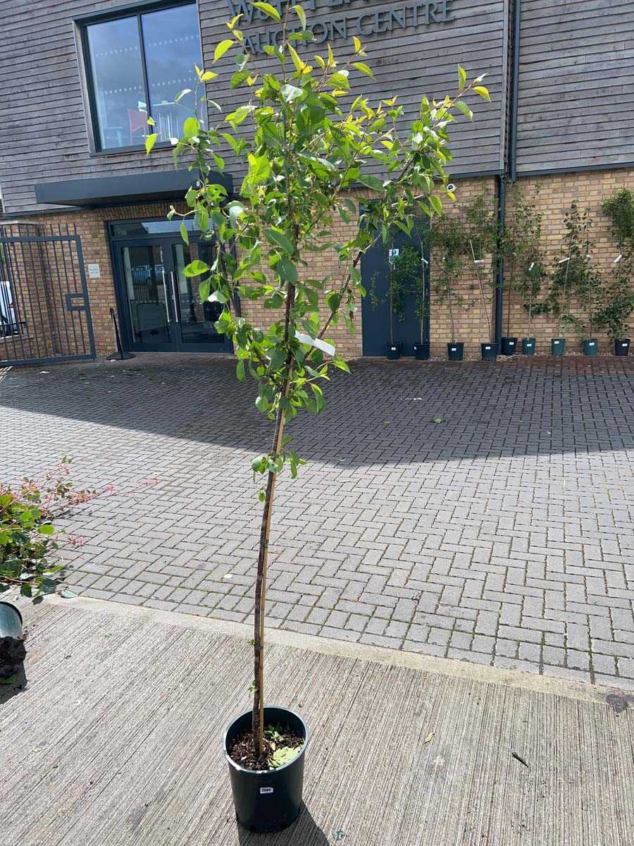 Lot 2506 - Approx. 7ft 12L Morello cherry fruit tree
