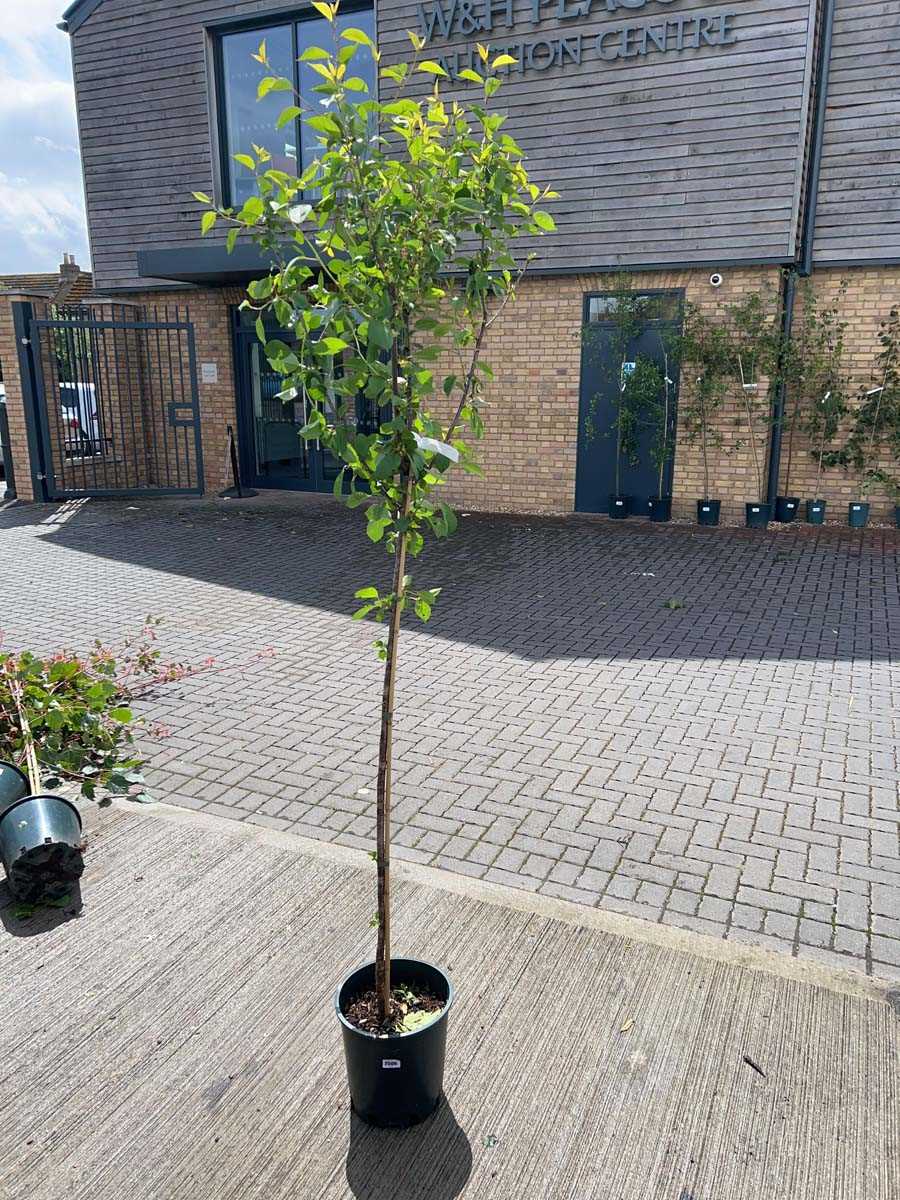 Lot 2507 - Approx. 7ft 12L Morello cherry fruit tree