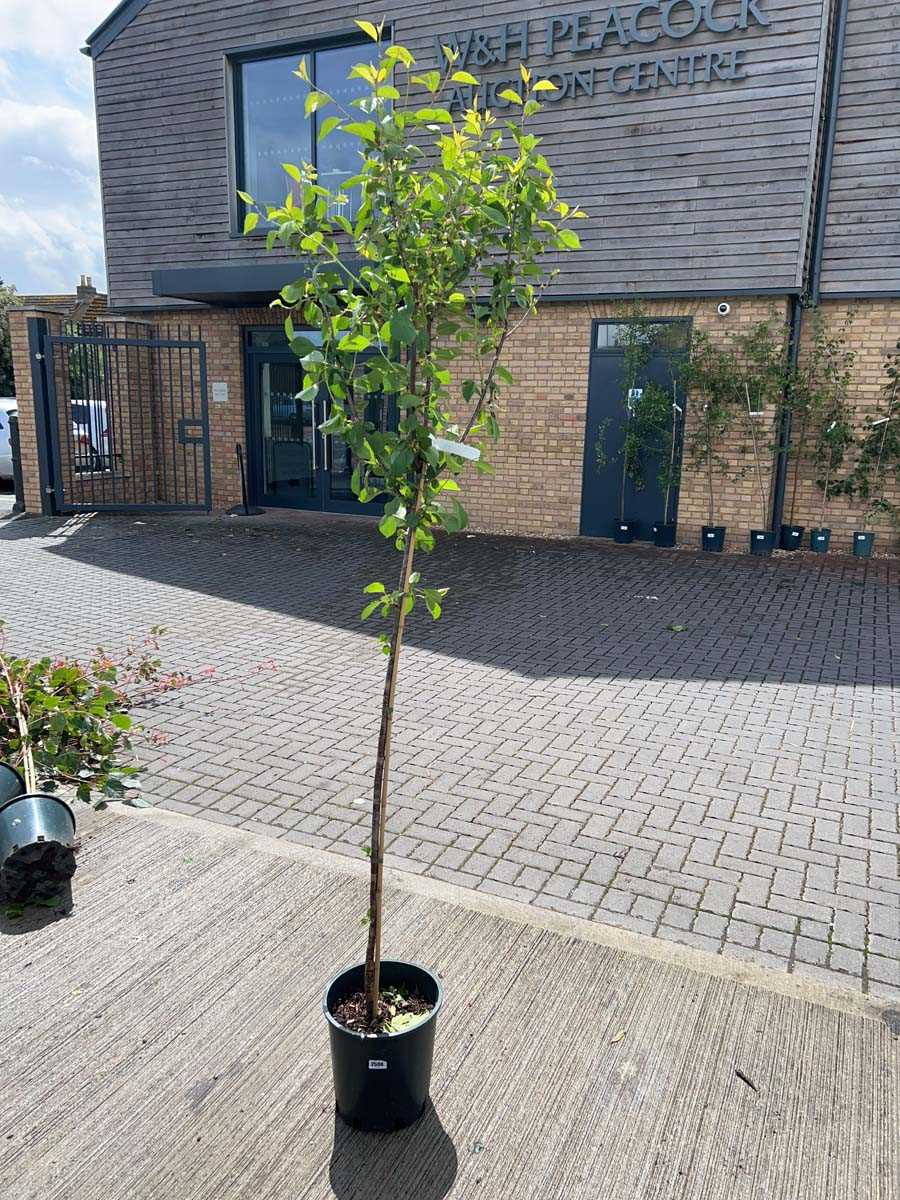 Lot 2508 - Approx. 7ft 12L Morello cherry fruit tree