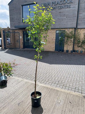 Lot Approx. 7ft 12L Morello cherry fruit tree