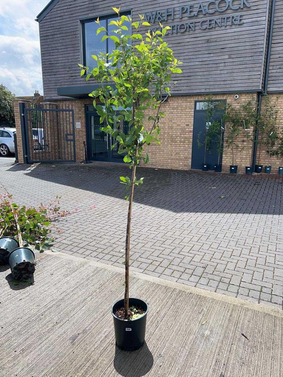Lot 2509 - Approx. 7ft 12L Morello cherry fruit tree