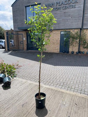 Lot Approx. 7ft 12L Morello cherry fruit tree