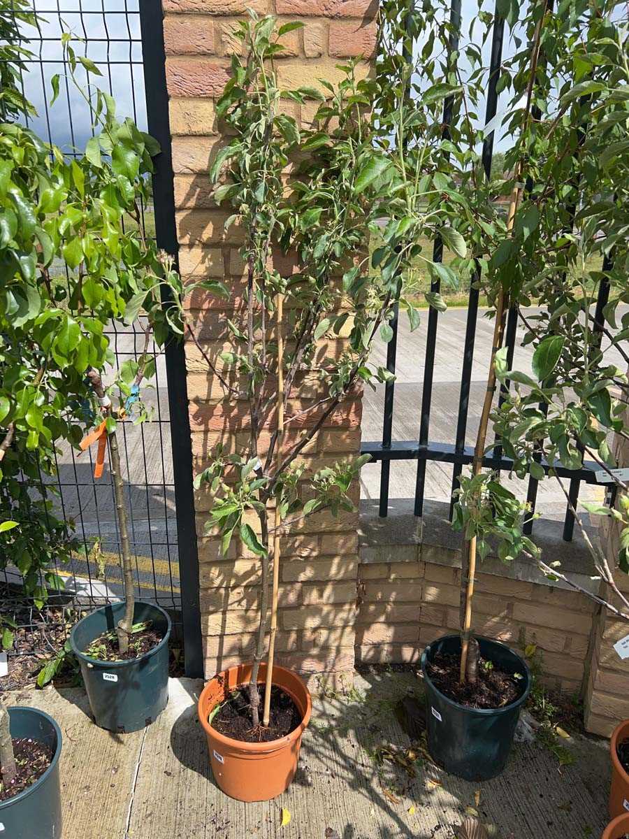Lot 2510 - 11.5L potted Braeburn apple fruit tree