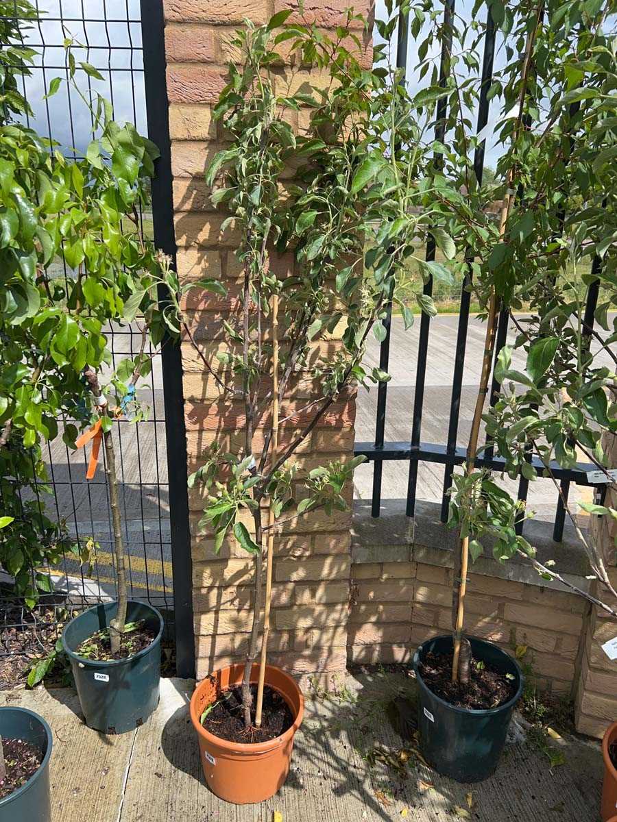 Lot 2511 - 11.5L potted Braeburn apple fruit tree