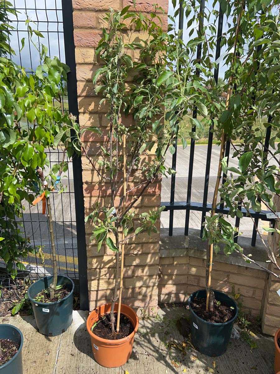 Lot 2512 - 11.5L potted Braeburn apple fruit tree