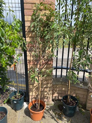 Lot 11.5L potted Braeburn apple fruit tree