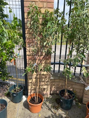 Lot 11.5L potted Braeburn apple fruit tree
