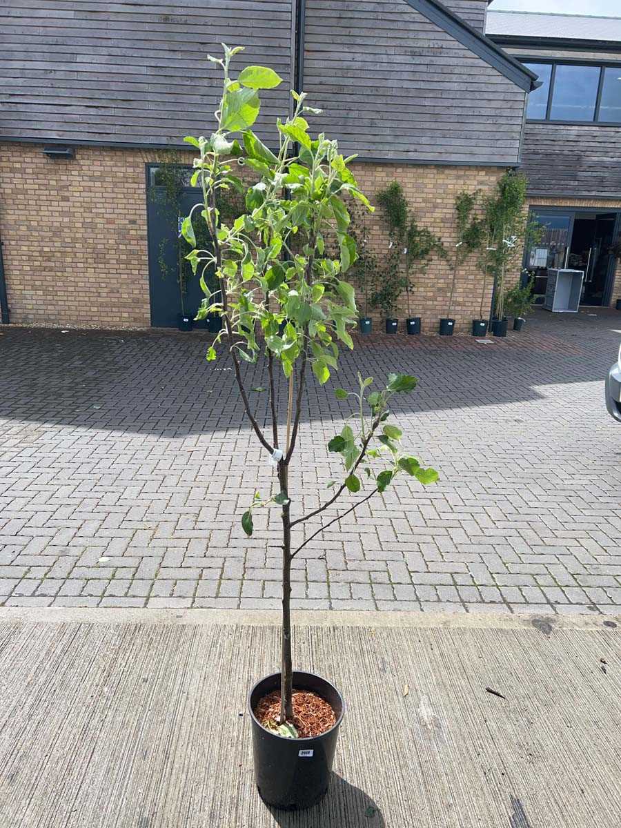 Lot 2514 - Potted 12L Cox self fertile apple fruit tree