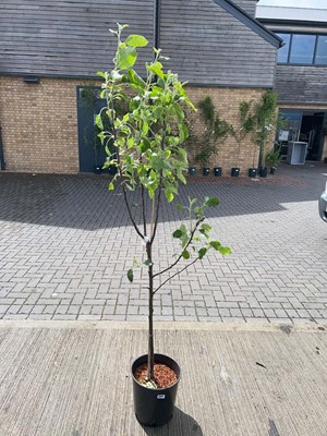 Lot Potted 12L Cox self fertile apple fruit tree