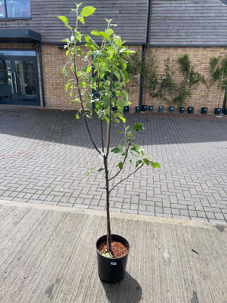 Lot 2515 - Potted 12L Cox self fertile apple fruit tree