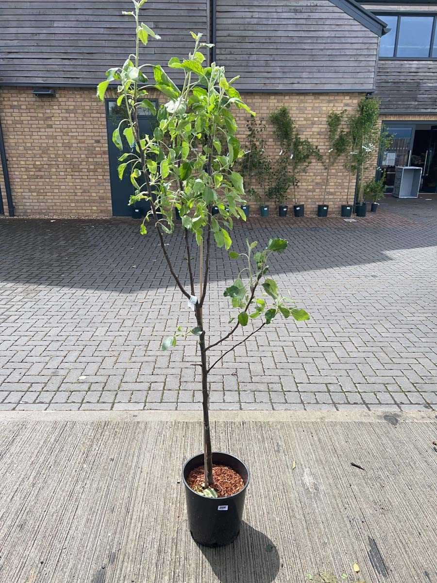 Lot 2516 - Potted 12L Cox self fertile apple fruit tree