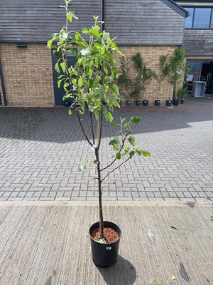 Lot Potted 12L Cox self fertile apple fruit tree