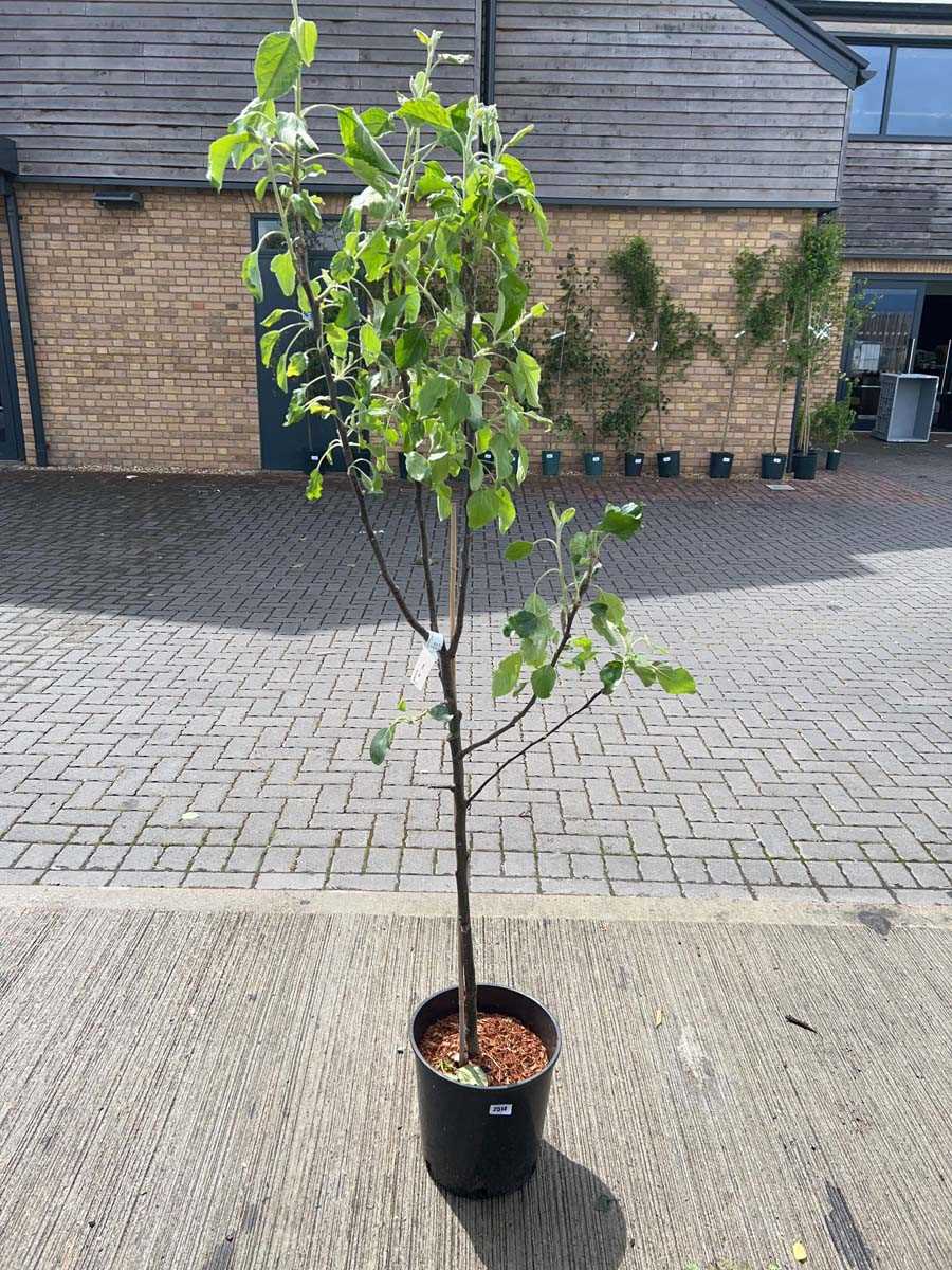 Lot 2517 - Potted 12L Cox self fertile apple fruit tree