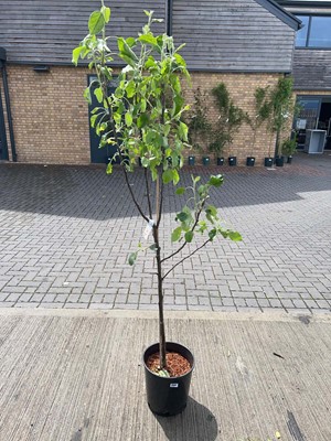 Lot Potted 12L Cox self fertile apple fruit tree