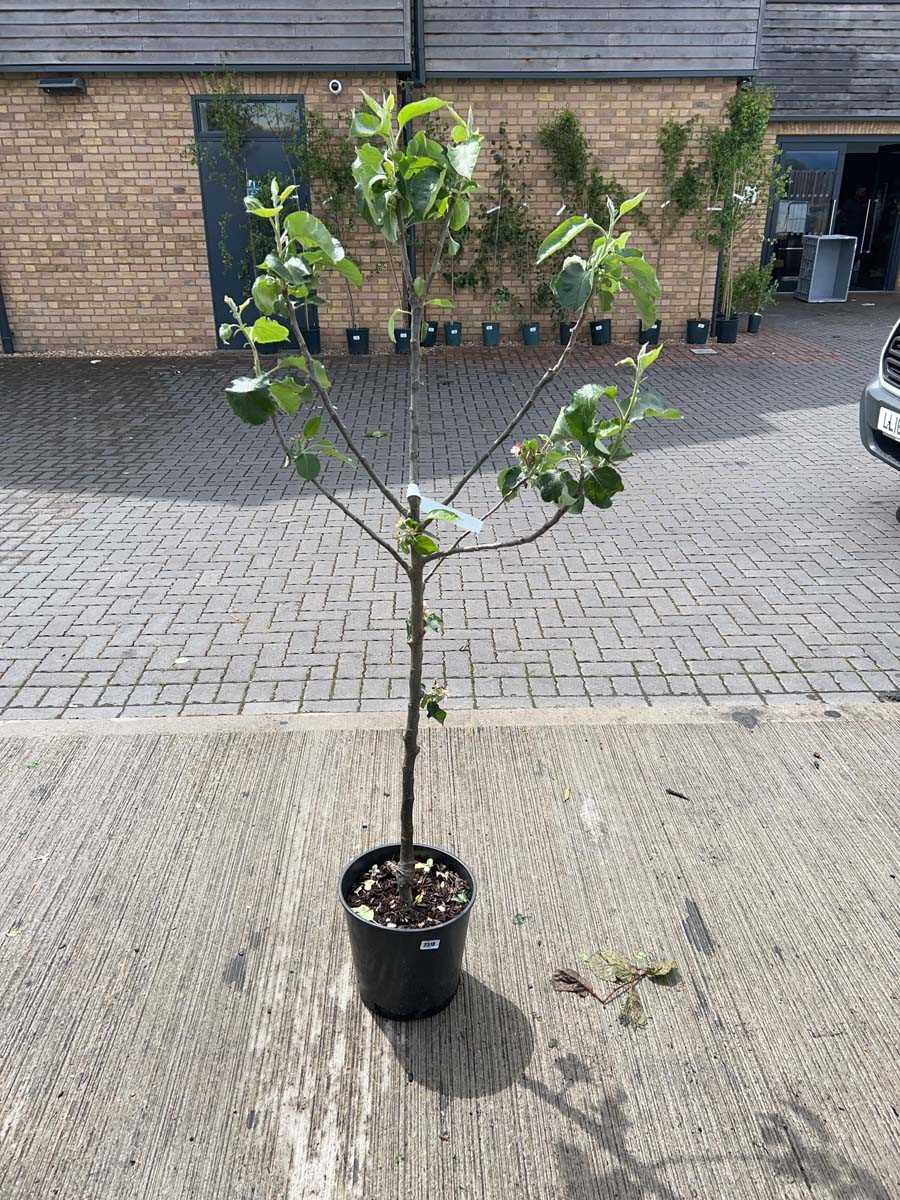 Lot 2518 - 12L potted Bramley apple fruit tree