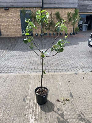 Lot 12L potted Bramley apple fruit tree