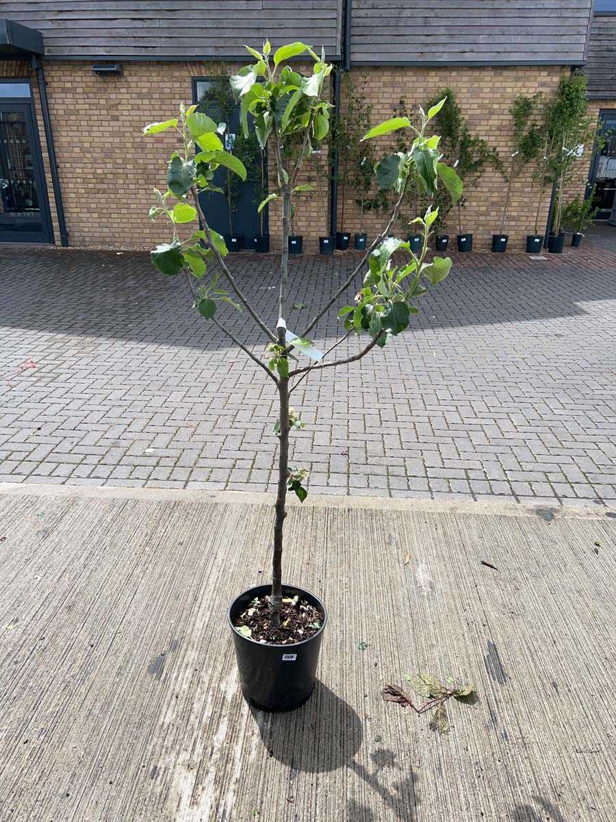 Lot 2519 - 12L potted Bramley apple fruit tree