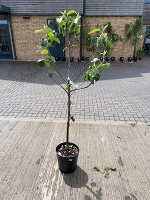Lot 12L potted Bramley apple fruit tree
