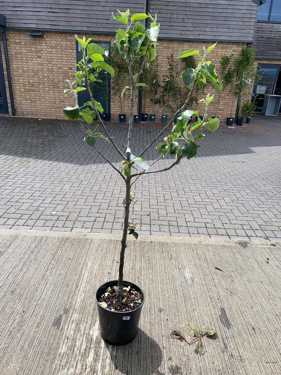 Lot 2520 - 12L potted Bramley apple fruit tree