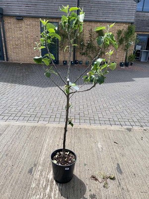 Lot 12L potted Bramley apple fruit tree