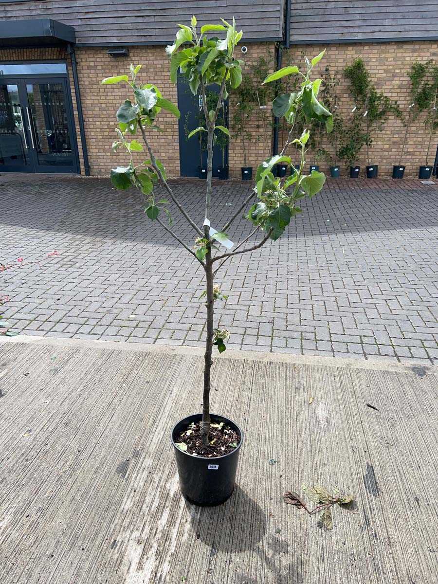 Lot 2521 - 12L potted Bramley apple fruit tree