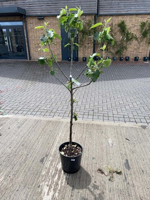 Lot 12L potted Bramley apple fruit tree