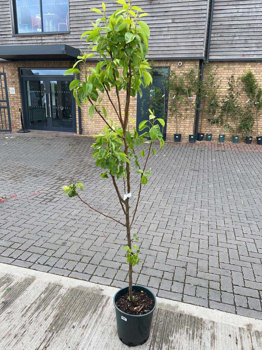 Lot 2522 - Large 12L potted Williams Bon Chrétien pear...