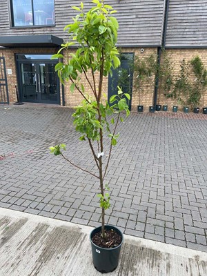 Lot Large 12L potted Williams Bon Chrétien pear...