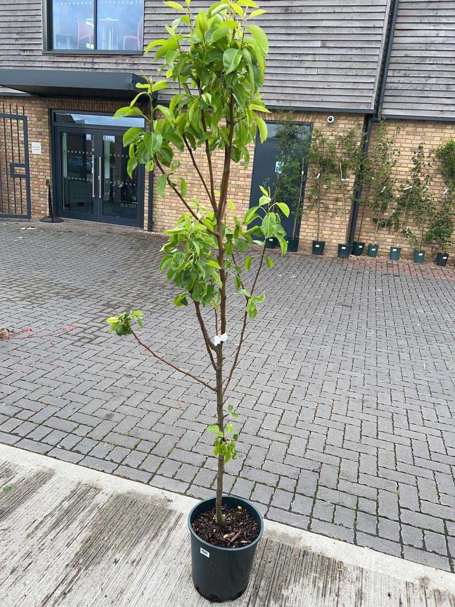 Lot 2523 - Large 12L potted Williams Bon Chrétien pear...