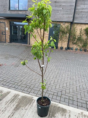 Lot Large 12L potted Williams Bon Chrétien pear...