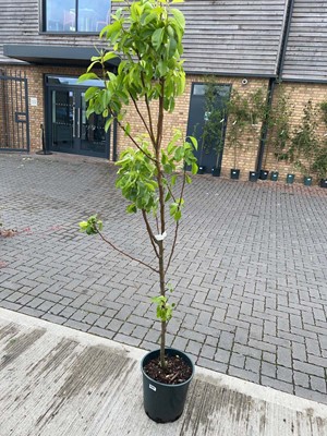 Lot Large 12L potted Williams Bon Chrétien pear...