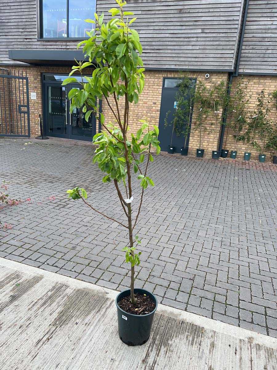 Lot 2525 - Large 12L potted Williams Bon Chrétien pear...